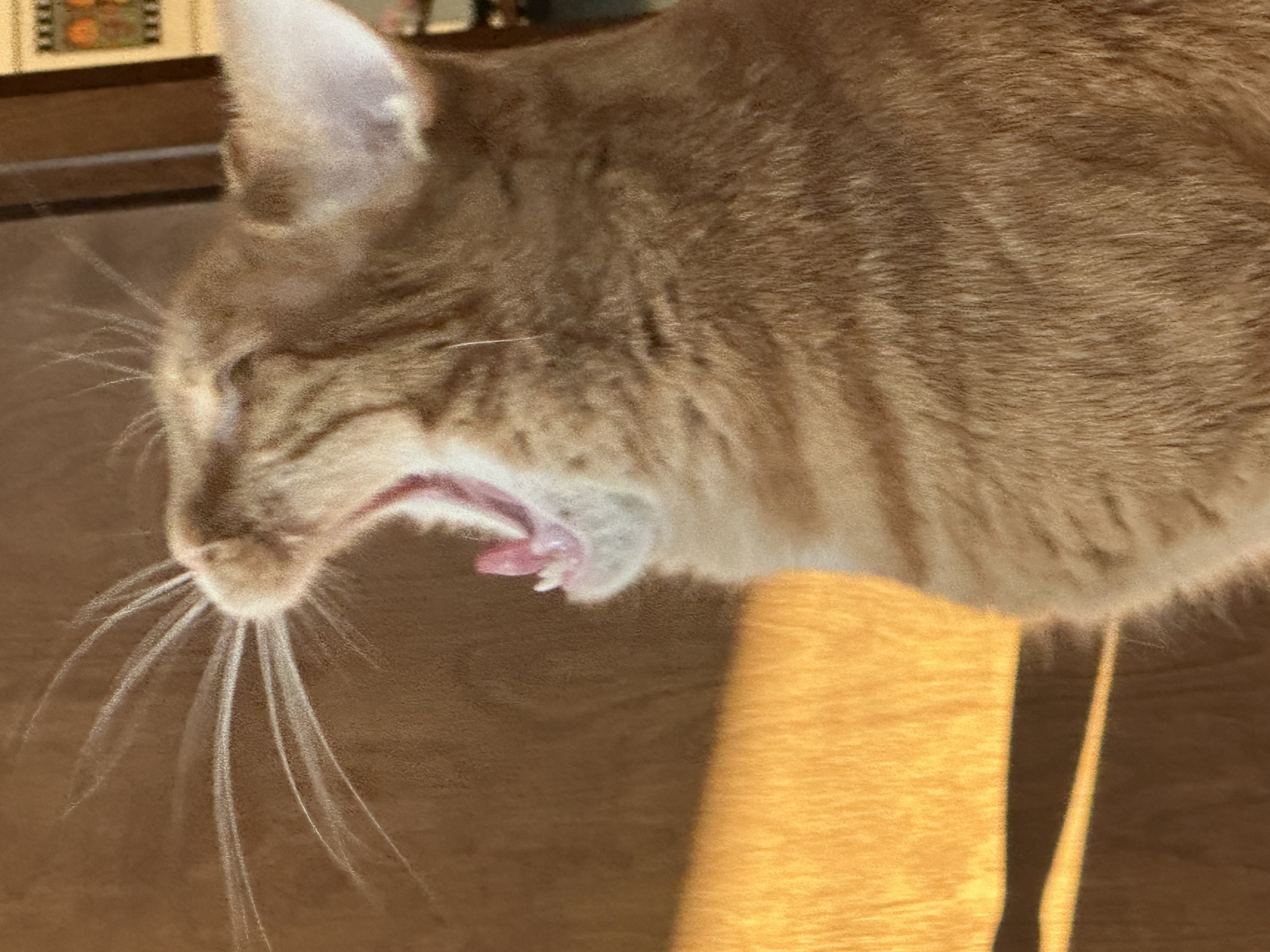 Anger Cat Blank Meme Template