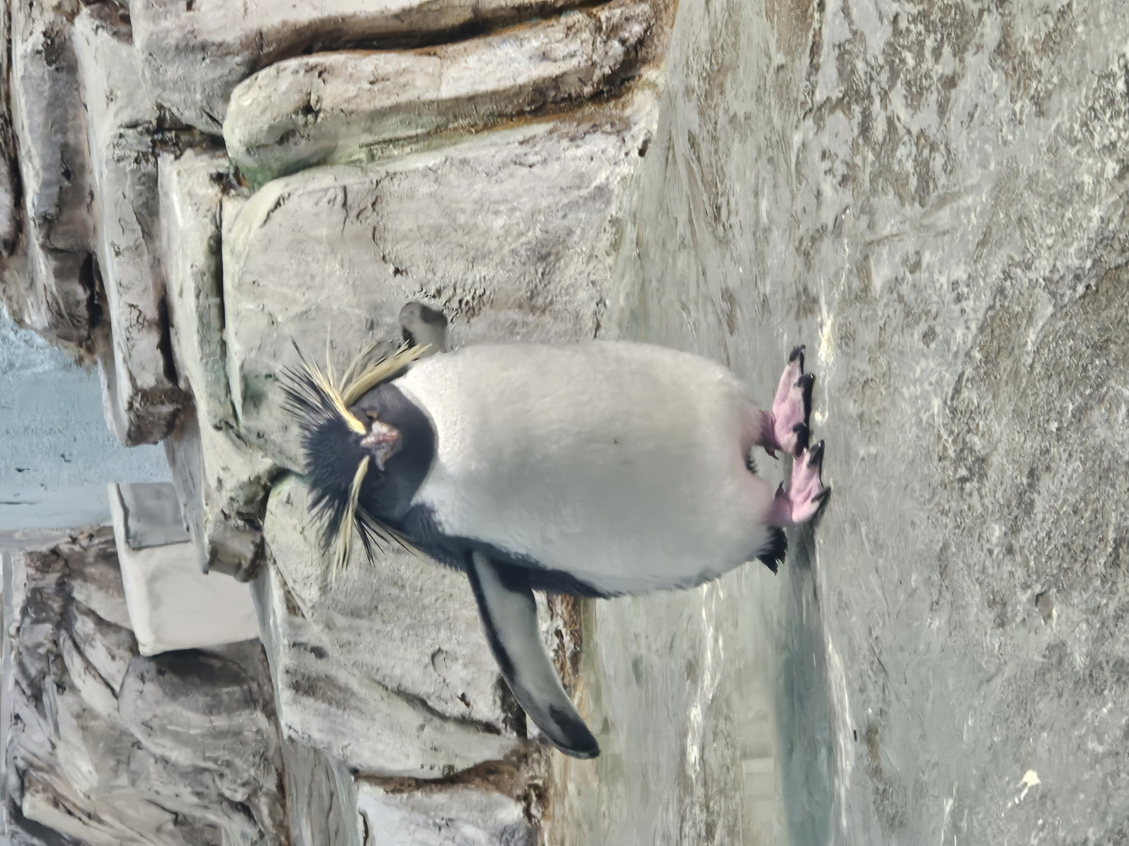 penguin come at me bro Blank Meme Template