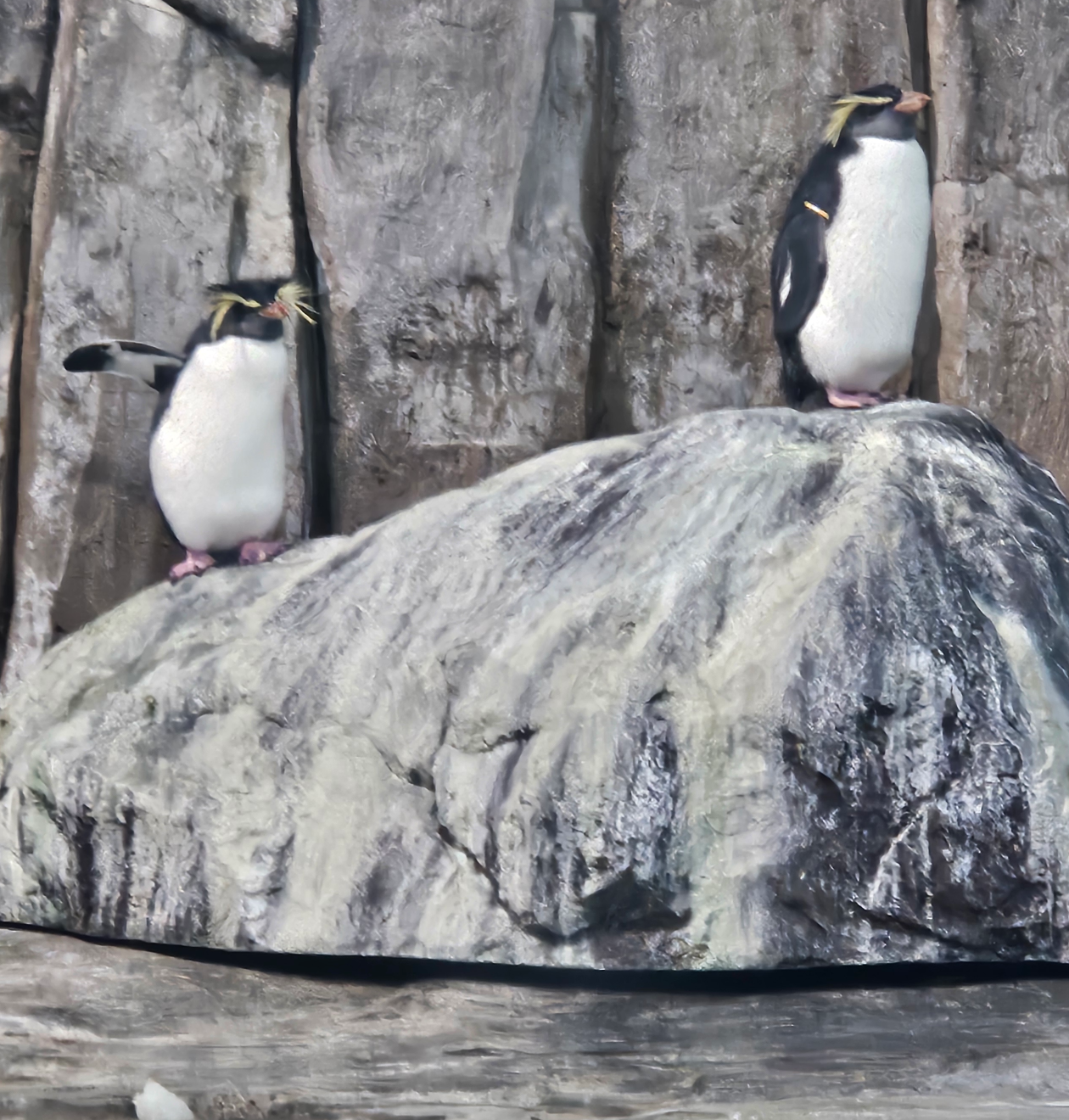 penguin leave Blank Meme Template