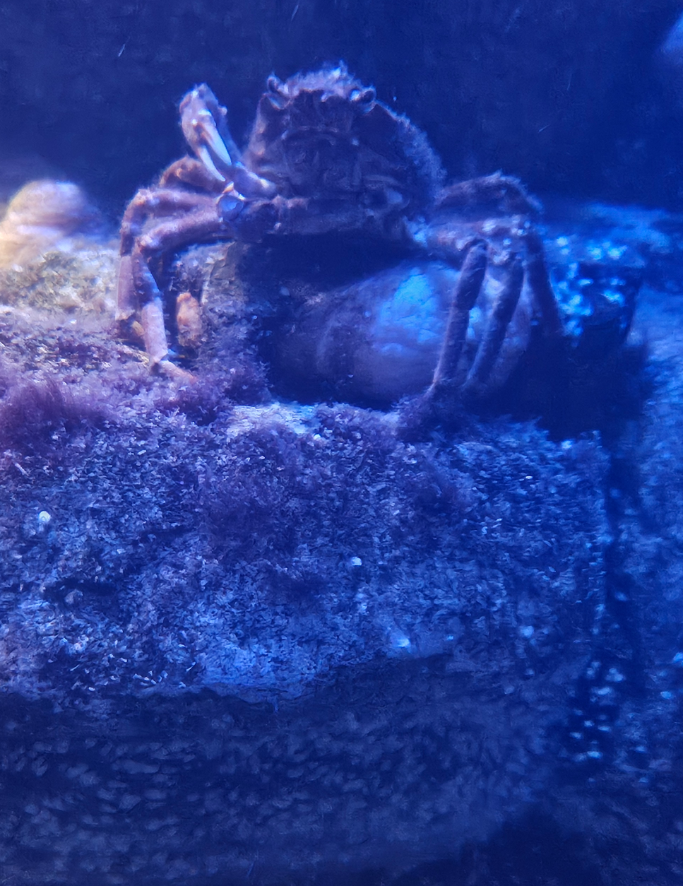 crab get off my lawn Blank Meme Template