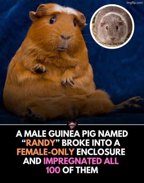 small dih big dreams <3 | made w/ Imgflip meme maker