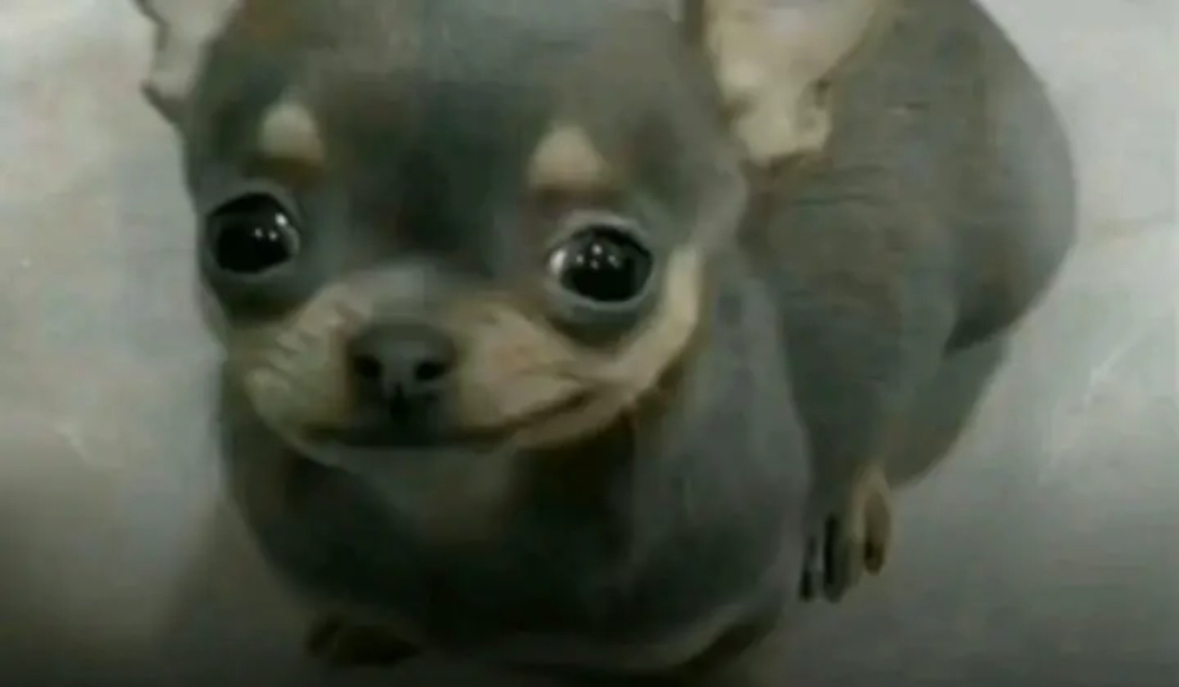 Akward dog Blank Meme Template