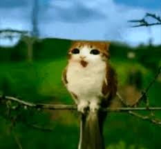 Meowl Blank Meme Template