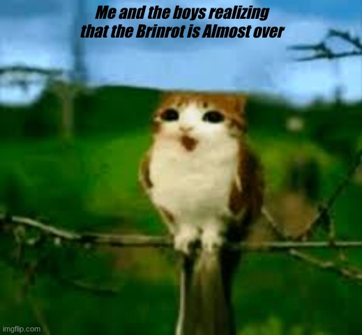 Meowl | Me and the boys realizing that the Brinrot is Almost over | image tagged in meowl | made w/ Imgflip meme maker