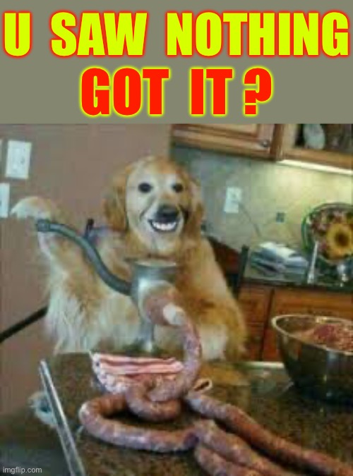 A Smiling Dog … Well , If That Doesn’t Raise Some Alarm Bells !???!  : ) | U  SAW  NOTHING; GOT  IT ? | image tagged in suspicious dog | made w/ Imgflip meme maker