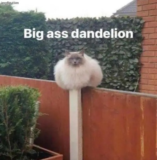 dandelion | image tagged in what | made w/ Imgflip meme maker