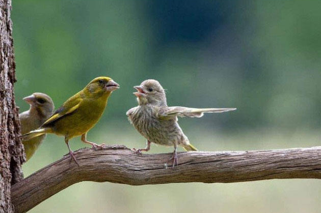 Arguing Birds Blank Meme Template