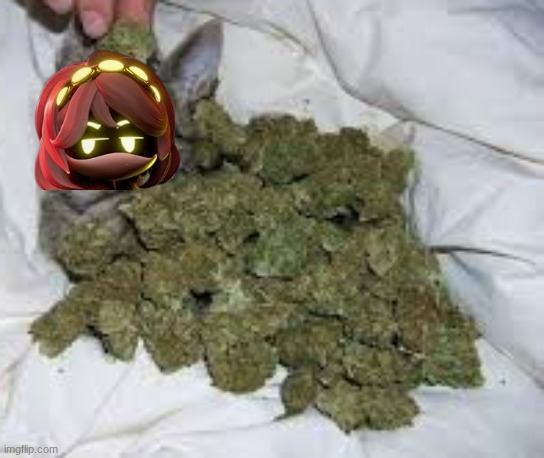 Catnip the cat | image tagged in catnip the cat | made w/ Imgflip meme maker