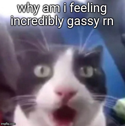 /srs | why am i feeling incredibly gassy rn | image tagged in cat shocked | made w/ Imgflip meme maker