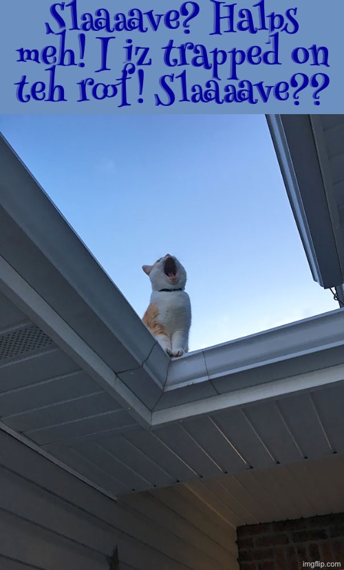 Slaaaave? | Slaaaave? Halps meh! I iz trapped on teh roof! Slaaaave?? | image tagged in cats,funny cats,peasant,superior royalty,slaves,help me kitten | made w/ Imgflip meme maker