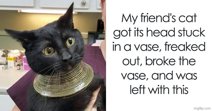 Cat Mischief | image tagged in cats,funny cats,mischief,stuck,duhhh dumbass,do you are have stupid | made w/ Imgflip meme maker