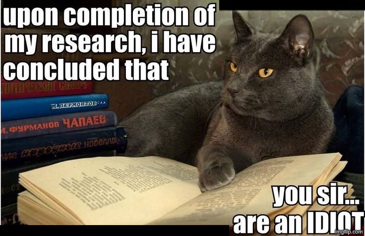 You Sir Are An Idiot | image tagged in cats,funny cats,sir,dude you're an idiot,do you are have stupid,duhhh dumbass | made w/ Imgflip meme maker