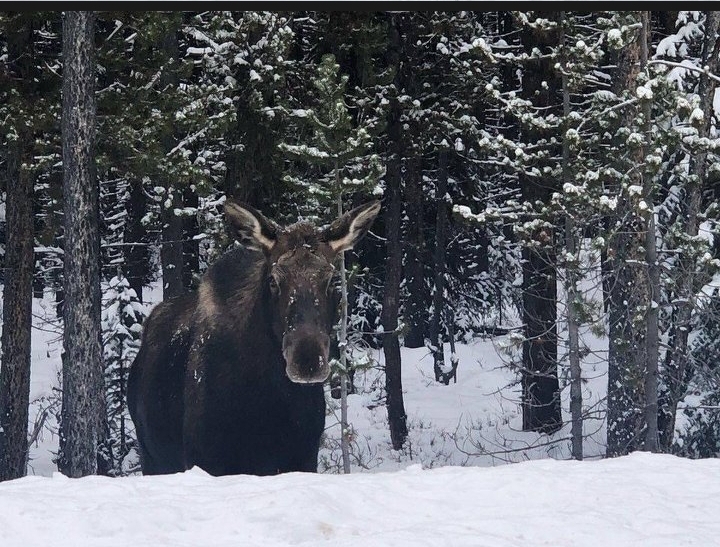 Moose Blank Meme Template