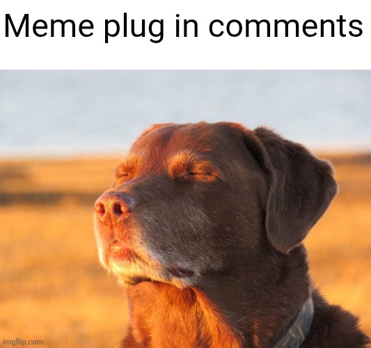 Upvote them if you want (one of them is an important announcement) | Meme plug in comments | image tagged in cooked dog,memes,plug,meme plug,comments,upvotes | made w/ Imgflip meme maker