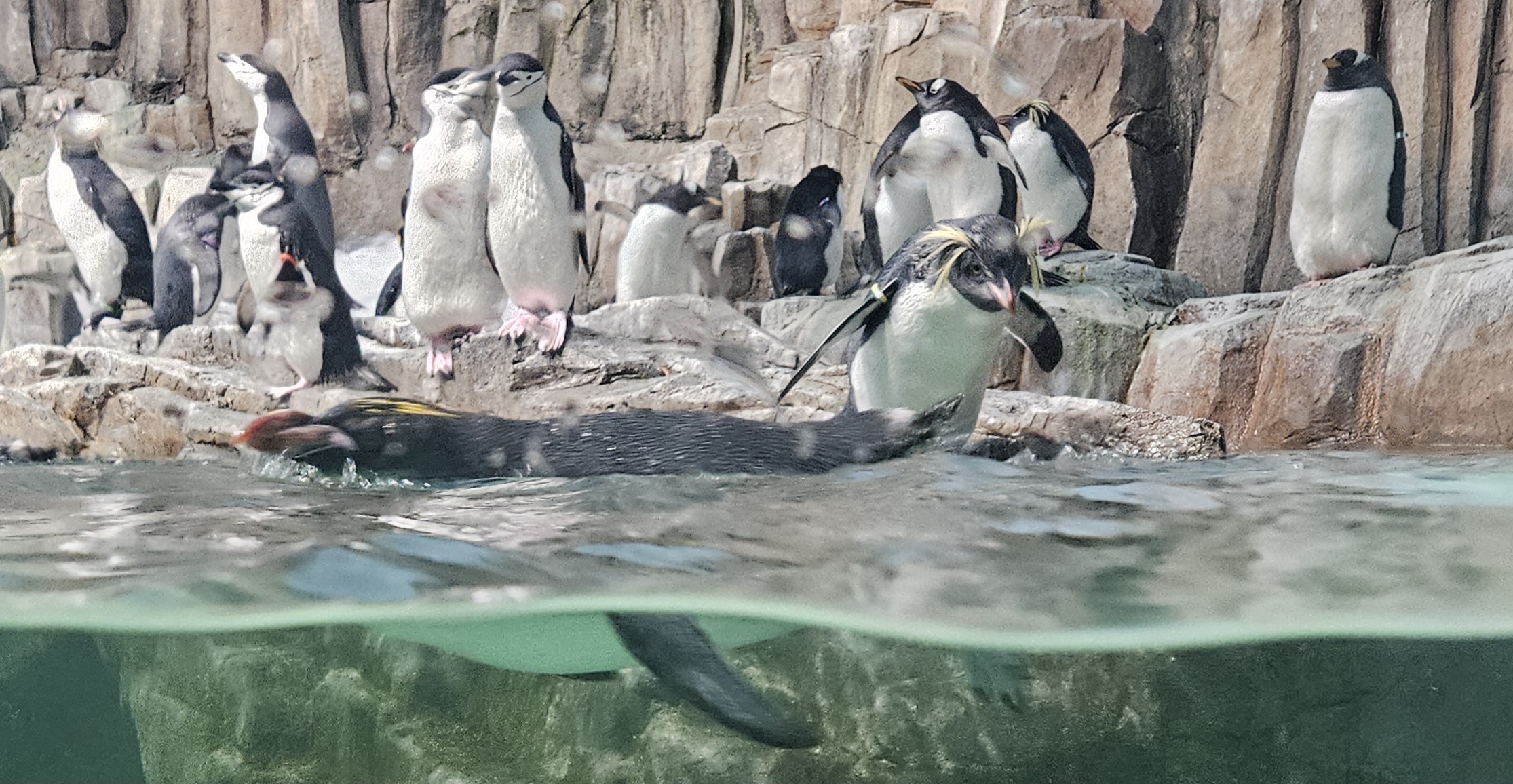 Penguin Race Blank Meme Template