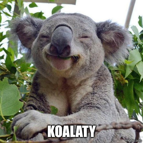 Smiling Koala | KOALATY | image tagged in smiling koala | made w/ Imgflip meme maker