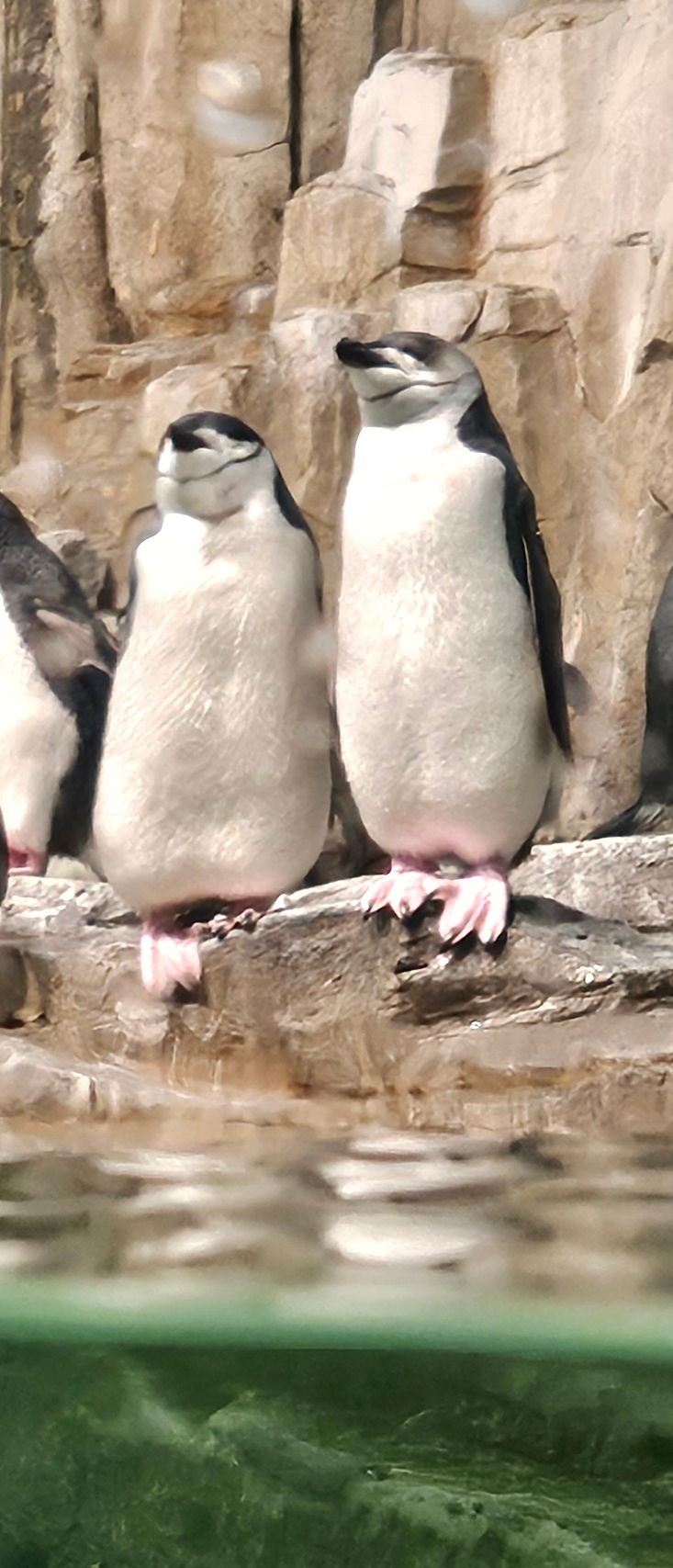 Penguin yup Blank Meme Template