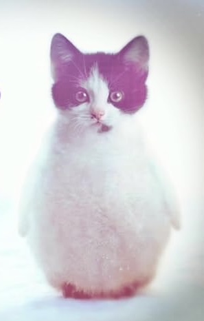 Vro❤️ Blank Meme Template