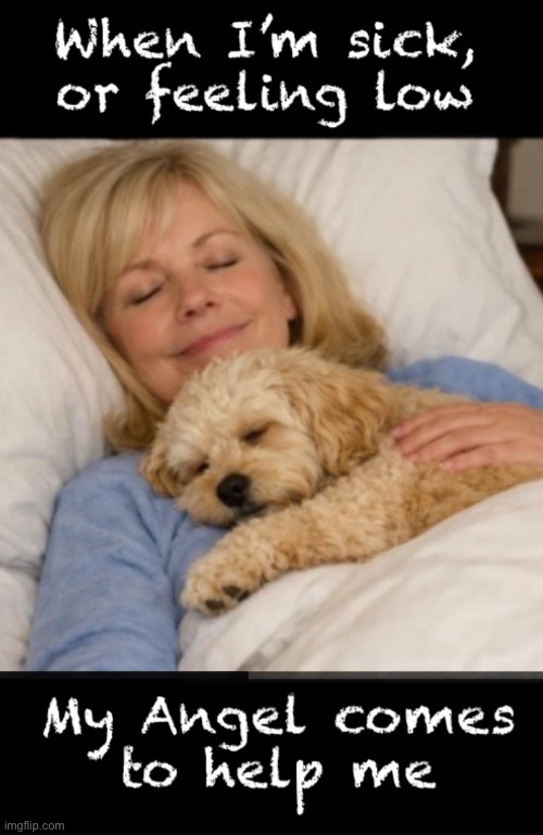 Angel on assignment | image tagged in memes,unconditional love,doggies are a girls best friend,not diamonds,dogs and cats,all of gods creation | made w/ Imgflip meme maker