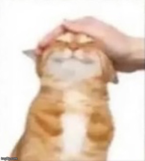 kity | image tagged in cat being petted,msmg | made w/ Imgflip meme maker