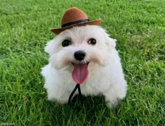 fucking dumbass fucking idiotic piece of stupid fucking shit | made w/ Imgflip meme maker