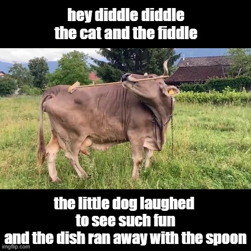 Cow scratched itself with a Broom | hey diddle diddle
the cat and the fiddle; the little dog laughed 
to see such fun
and the dish ran away with the spoon | image tagged in cow,science,funny animals,nursery rhymes,research | made w/ Imgflip meme maker