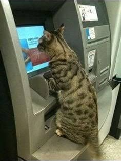 cat atm Blank Meme Template