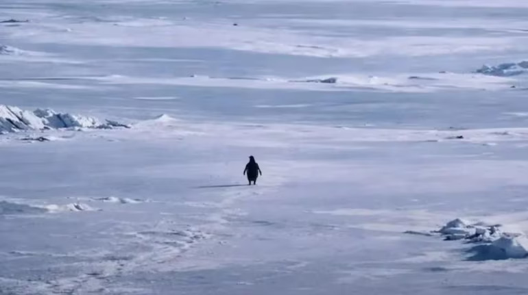 penguin going to the mountains Blank Meme Template