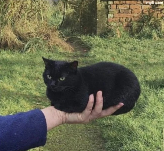 Car | made w/ Imgflip meme maker