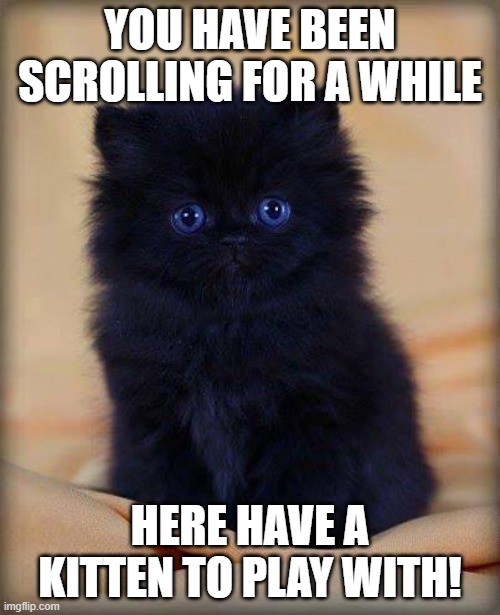 insanely cute kitten | YOU HAVE BEEN SCROLLING FOR A WHILE; HERE HAVE A KITTEN TO PLAY WITH! | image tagged in insanely cute kitten | made w/ Imgflip meme maker
