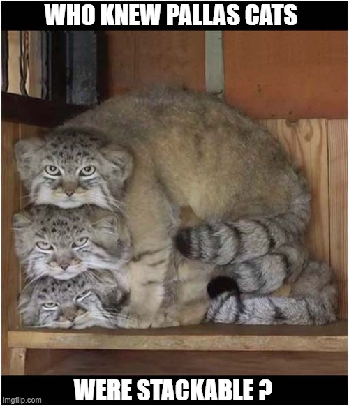 That Looks Cozy | WHO KNEW PALLAS CATS; WERE STACKABLE ? | image tagged in cats,pallas,stackable | made w/ Imgflip meme maker