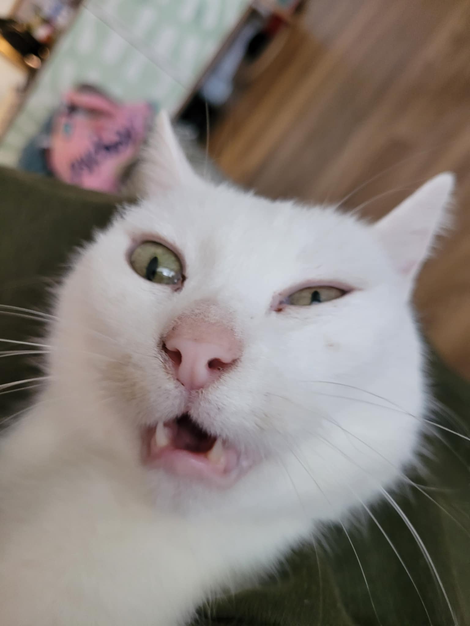 Helena Cat Blank Meme Template