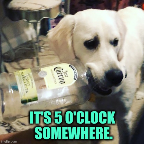 It's 5 o'clock somewhere | IT'S 5 O'CLOCK 
SOMEWHERE. | image tagged in tequila party pup,happy hour | made w/ Imgflip meme maker