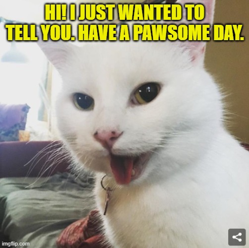 Pawsome day | HI! I JUST WANTED TO TELL YOU. HAVE A PAWSOME DAY. | image tagged in smudge | made w/ Imgflip meme maker