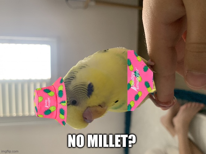 No millet? | NO MILLET? | image tagged in no millet | made w/ Imgflip meme maker