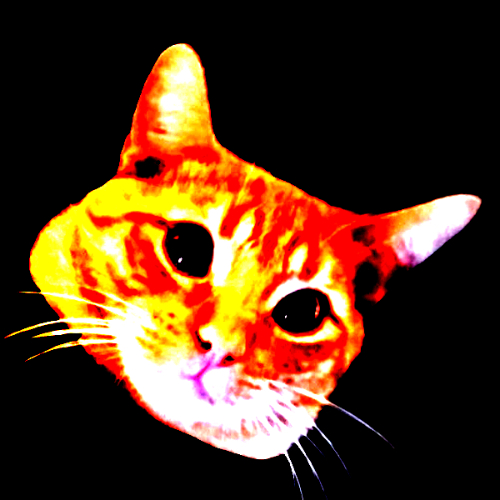 High Quality Thoughts when accessing the single Orange Cat Brain Blank Meme Template