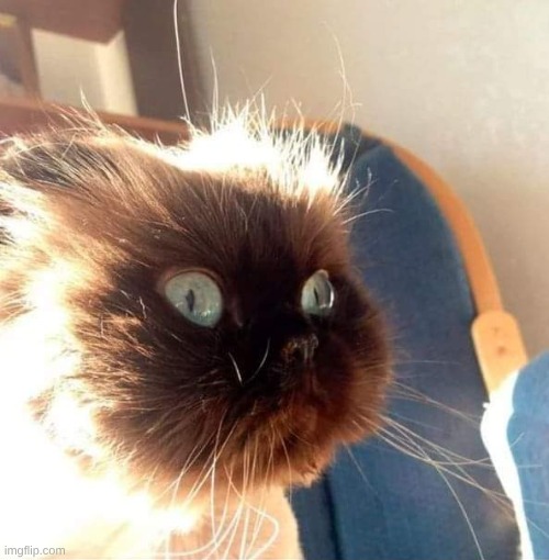 Bomb Cat | image tagged in bomb cat | made w/ Imgflip meme maker