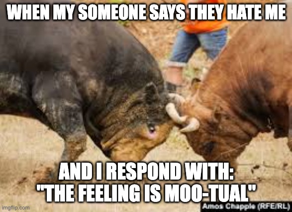 Cow Meme | WHEN MY SOMEONE SAYS THEY HATE ME; AND I RESPOND WITH: "THE FEELING IS MOO-TUAL" | image tagged in cow,memes | made w/ Imgflip meme maker