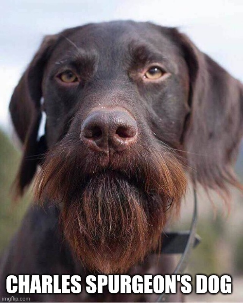 Spurgeon's Dog | CHARLES SPURGEON'S DOG | image tagged in funny memes,christian memes,dog,christianity,beard | made w/ Imgflip meme maker