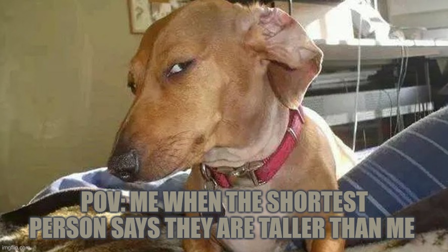 dog sideeye | POV: ME WHEN THE SHORTEST PERSON SAYS THEY ARE TALLER THAN ME | image tagged in dog sideeye | made w/ Imgflip meme maker