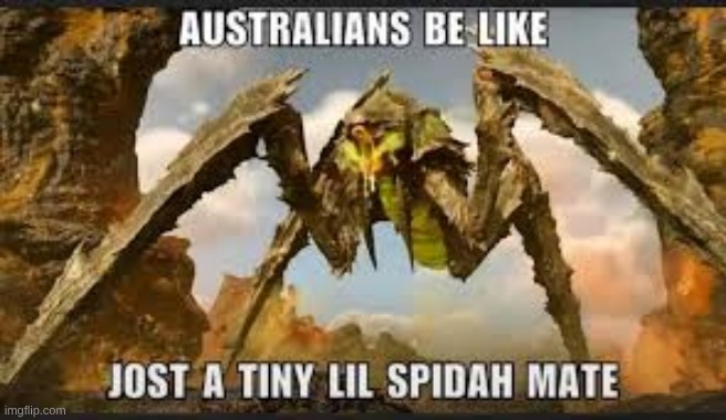 A lil Spidah | image tagged in bugs | made w/ Imgflip meme maker
