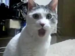 OMG Cat Blank Template - Imgflip