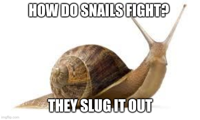 Snails fight | HOW DO SNAILS FIGHT? THEY SLUG IT OUT | image tagged in snail,funny memes | made w/ Imgflip meme maker