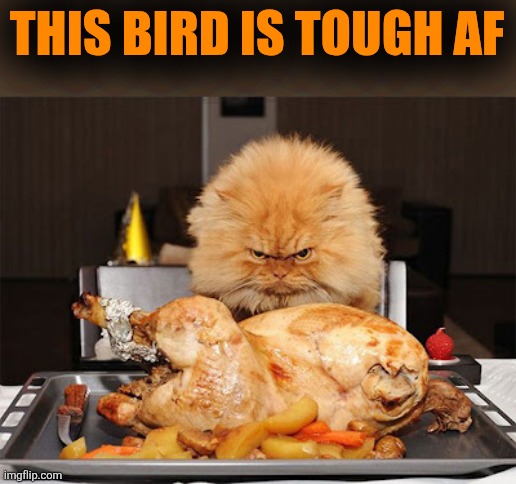 Cat looking at chicken | THIS BIRD IS TOUGH AF | image tagged in cat looking at chicken | made w/ Imgflip meme maker