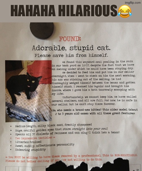 Hahaha Hilarious | HAHAHA HILARIOUS😂 | image tagged in cats,funny cats,hahaha,duhhh dumbass,do you are have stupid,ads | made w/ Imgflip meme maker