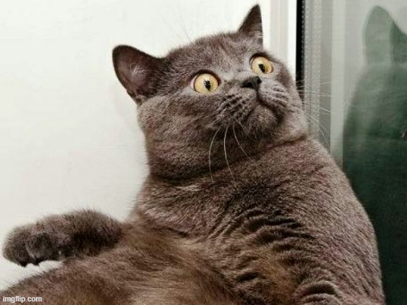 Surprised cat | image tagged in surprised cat | made w/ Imgflip meme maker