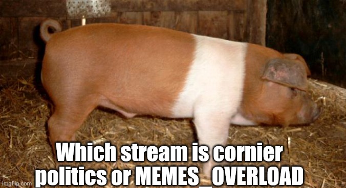 Danish protest pig | Which stream is cornier politics or MEMES_OVERLOAD | image tagged in danish protest pig | made w/ Imgflip meme maker