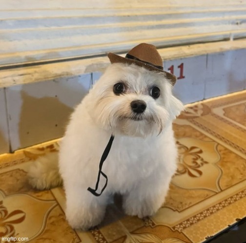 dumbass numskull nitwit pendejo simpleton jackass bonehead insignificant piece of fucking idiotic moronic shit | made w/ Imgflip meme maker