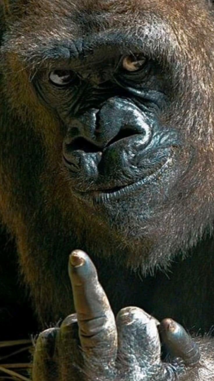 New check Blank Meme Template