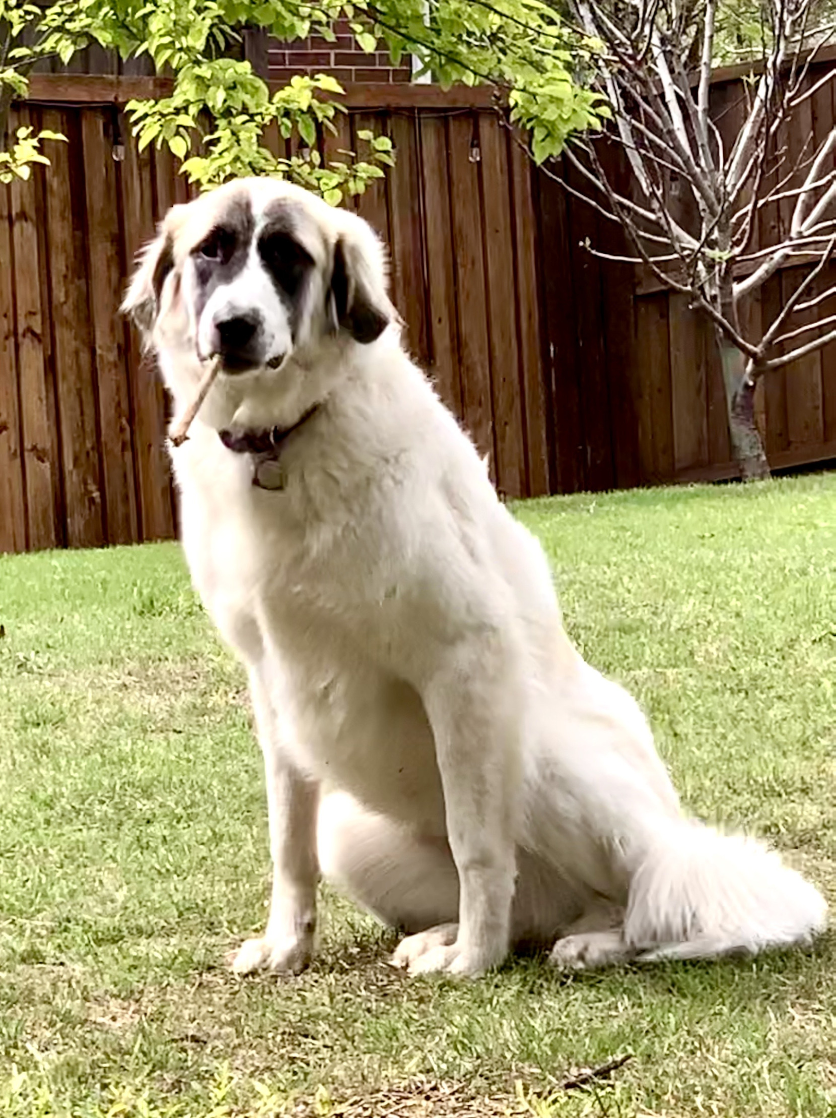 smoking dog Blank Meme Template